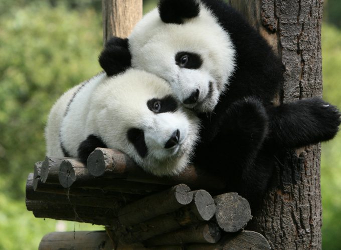 Wallpaper Panda, Giant Panda Zoo, China, Cute animals, Animals 8132619628